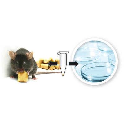 Mouse Express® hAHA (heavy L-azidohomoalanine·HCl) (1,2,3,4-¹³C₄, 99%; 2,4-¹⁵N₂, 98%) Mouse Feed